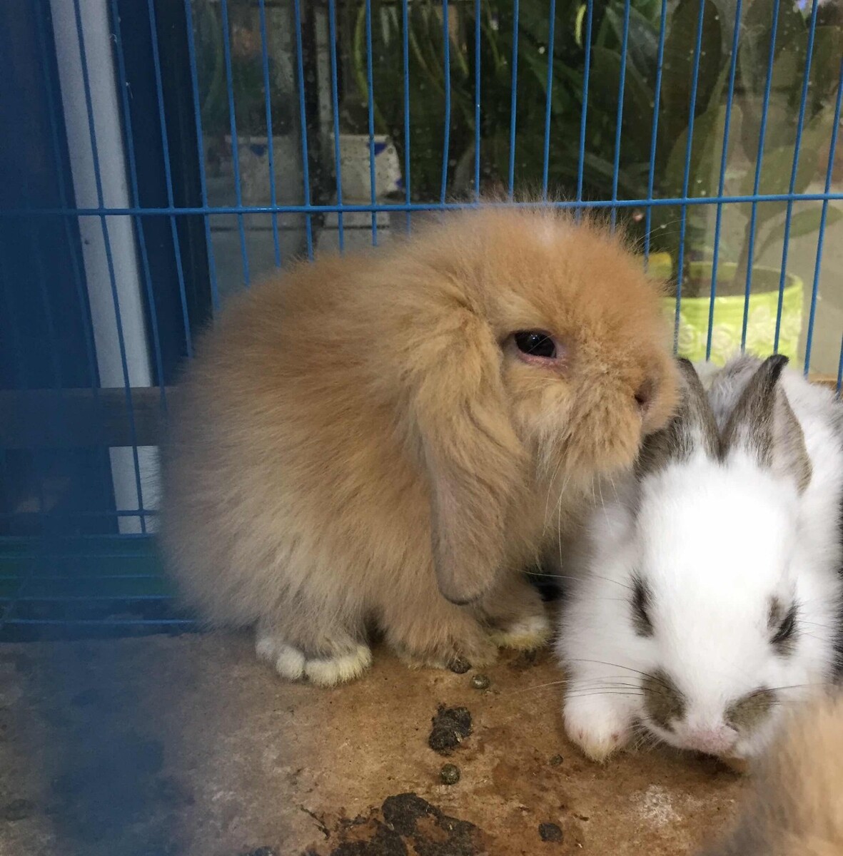 养兔子宠物交易市场,国产宠物兔可在宠物店和宠物市场买到