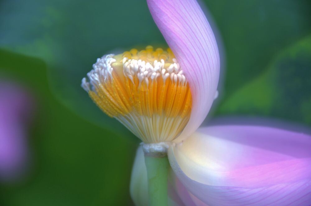花蕊头边半米金