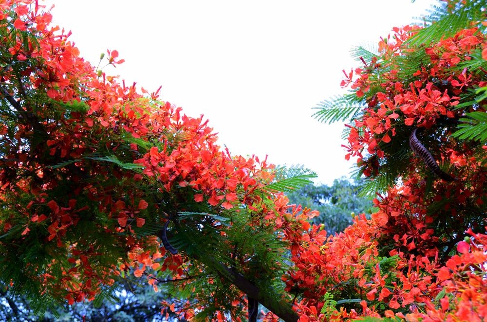 青春红似凤凰花