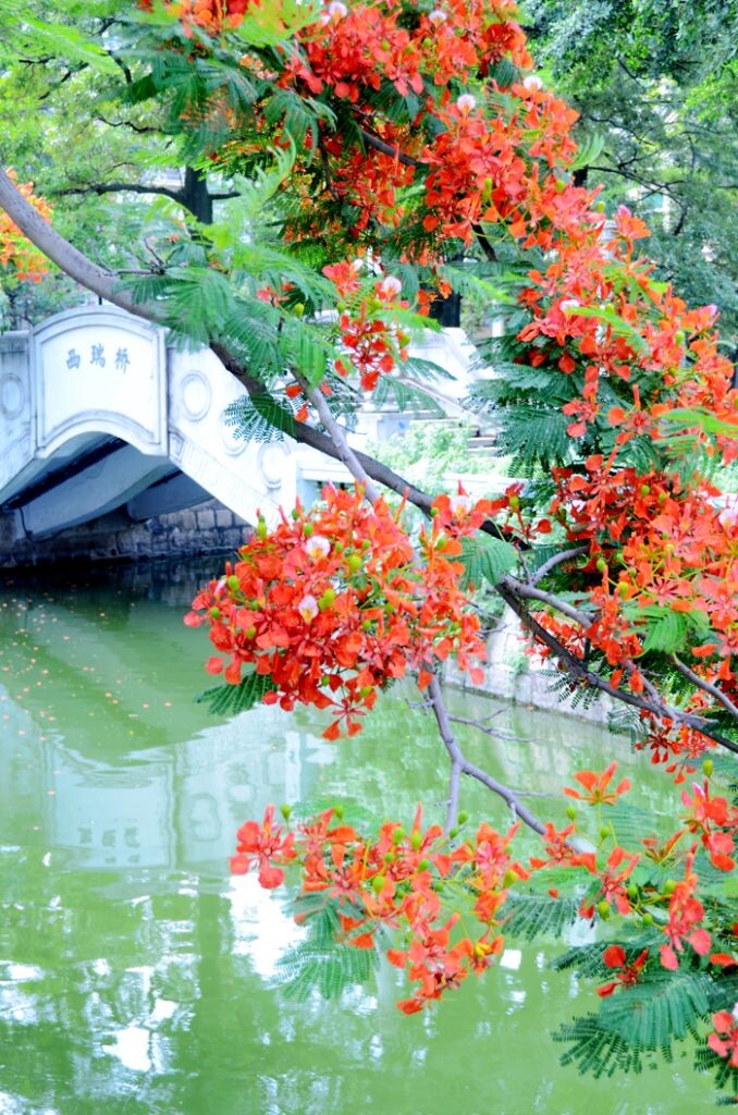 青春红似凤凰花