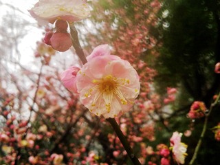 20140207578_HZP