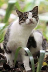 小样