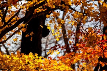 _MG_8052-1
