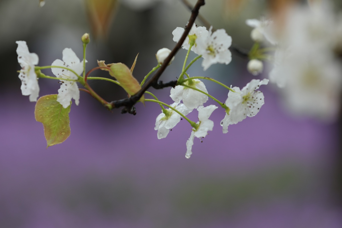 梨花雨