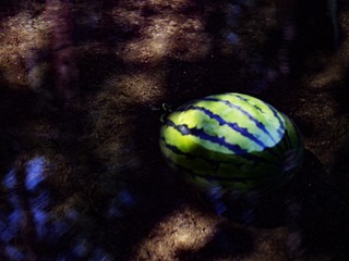 _5200664