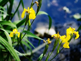 _5200666