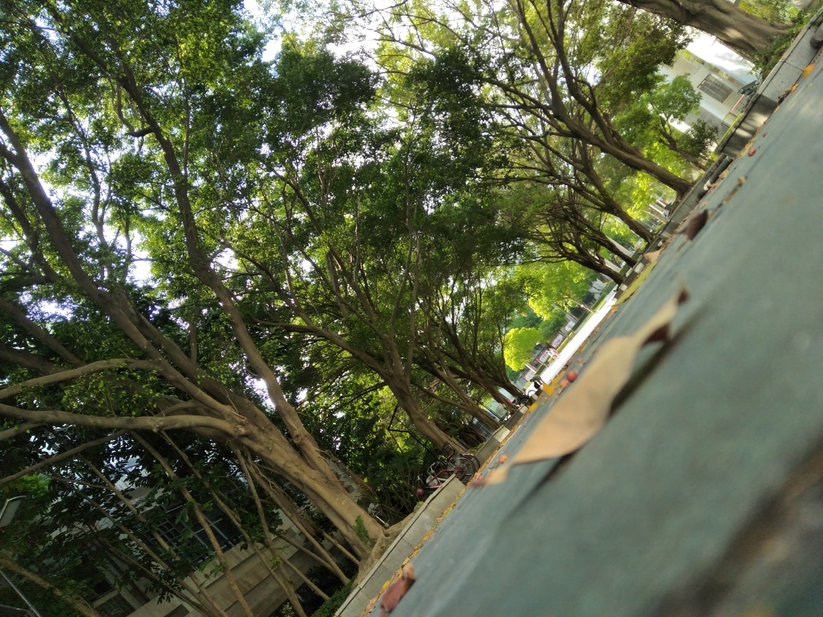 一个小小的树道能拍出不一样的小世界的视野