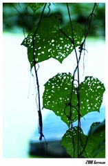leaf
