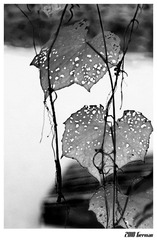 leaf using back light in bw