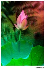 Lotus