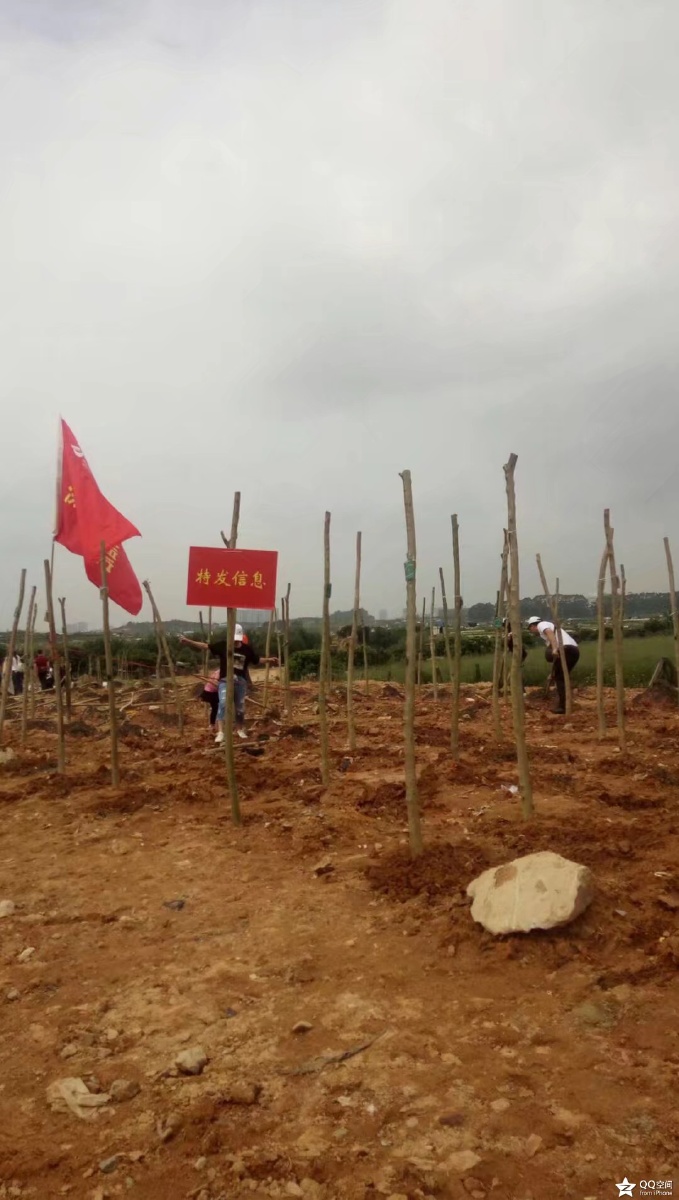 枸杞苗木基地,宁夏枸杞苗木基地