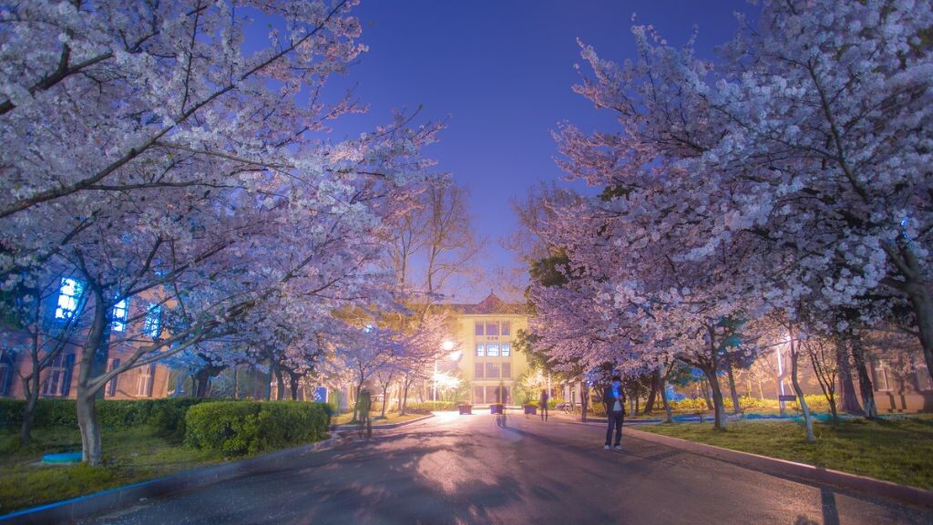 樱花大道
