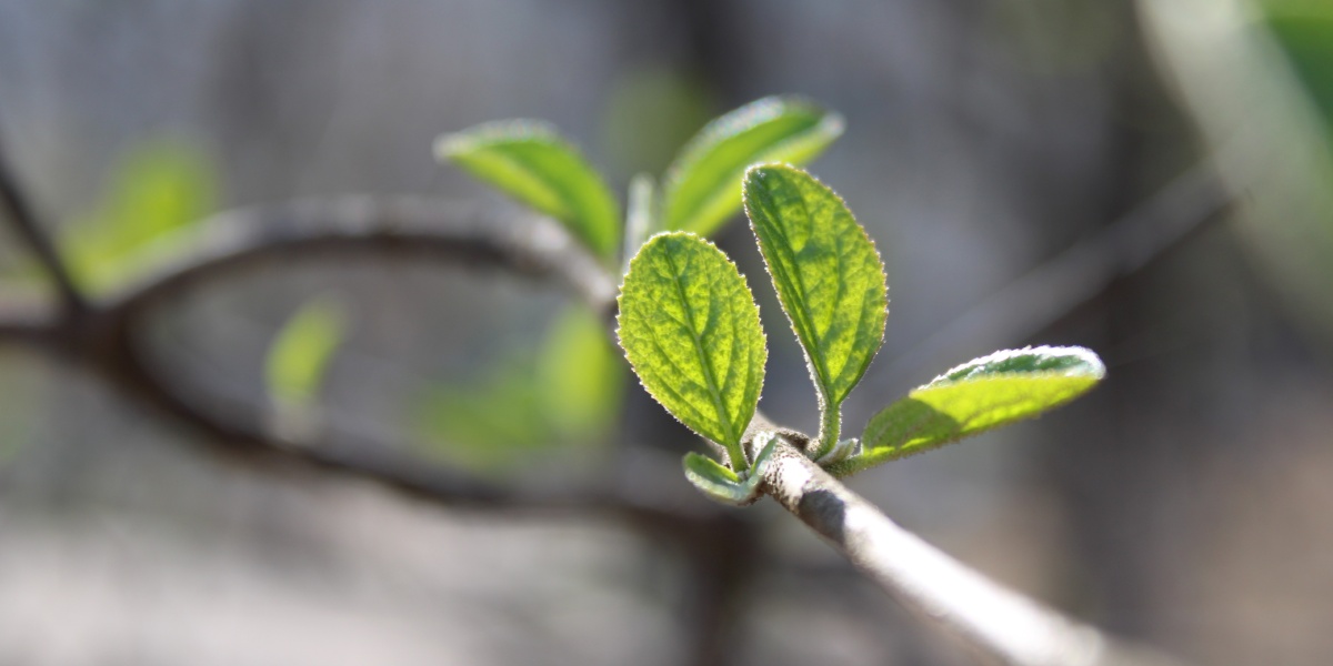 海棠.山茱萸.紫叶碧桃.