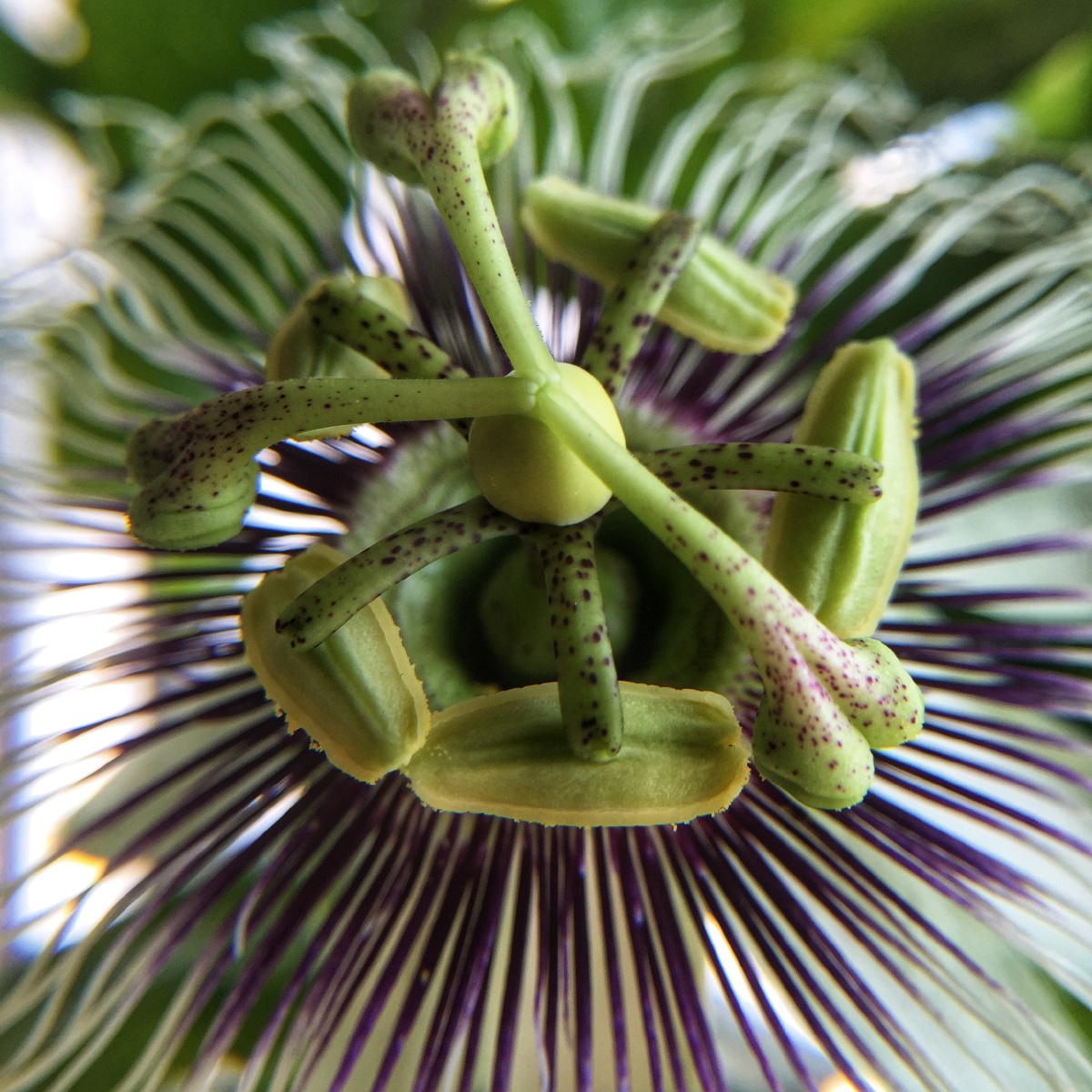 百香果花朵昙花一现