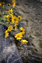 _DSC3525
