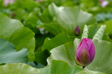 _DSC6626