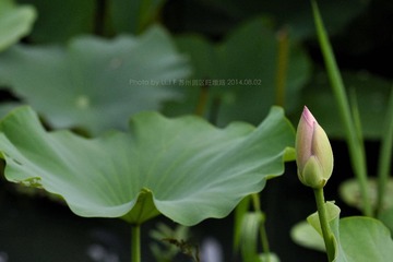 _DSC6638