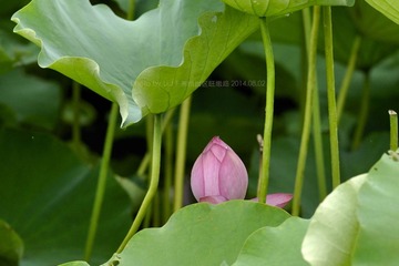 _DSC6660