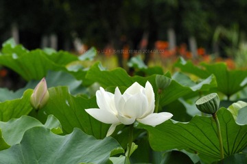 _DSC6681