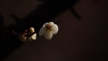 14016