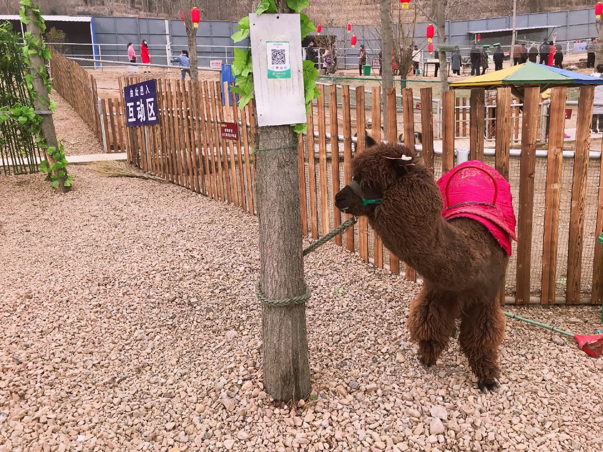扬州宠物收容所,去花鸟市场买花最多宠物店都是病狗!
