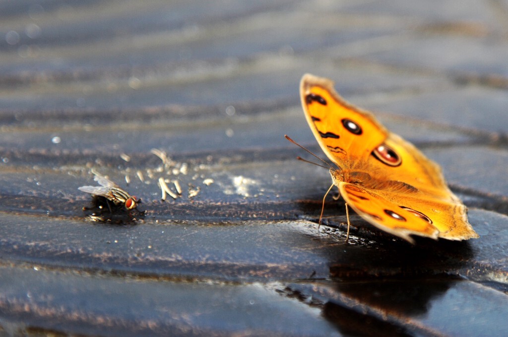 2013年10月12日，途径荆门碧桂园时，偶遇蝴蝶和蜜蜂，随手拍下，欢迎拍砖。摄影：无声