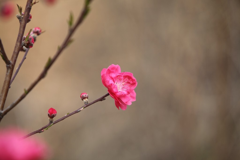 2014年3月23日，前往湖北五三桃花节盛会拍摄。无声 摄