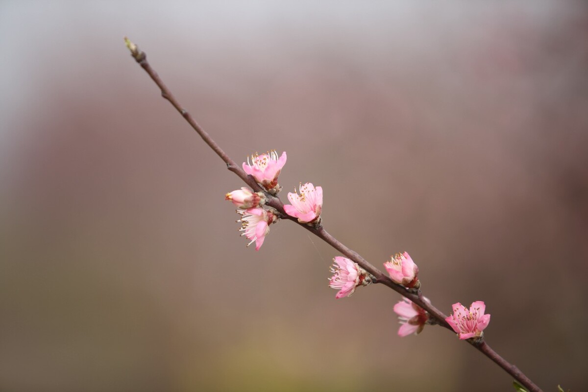 2014年3月23日，前往湖北五三桃花节盛会拍摄。无声 摄