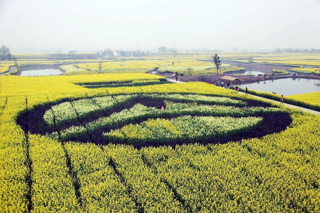 湖北省沙洋县农耕文化展示《三月油菜花》品牌标志