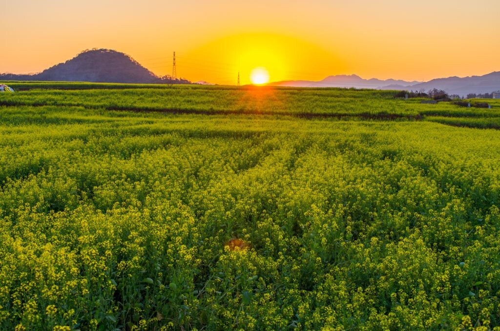 夕阳花下
