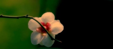_BAR3138a