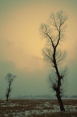 _BAR3957a