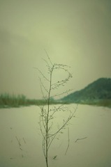 _BAR3965a