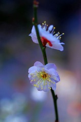 _BAR3099a