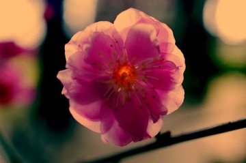 _BAR3129a