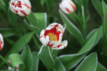 036