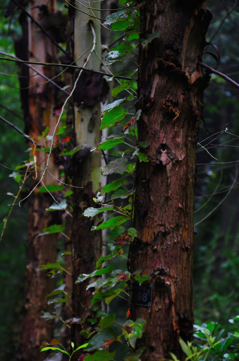 觉得这些被藤蔓植物缠绕的树很有意思,给人一种无人打理,荒废了好久的