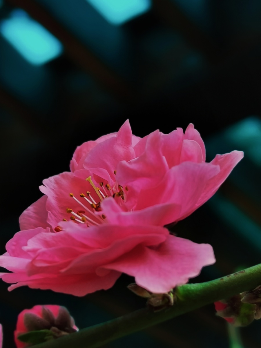 花架下的粉色重瓣碧桃花颜色真的是多