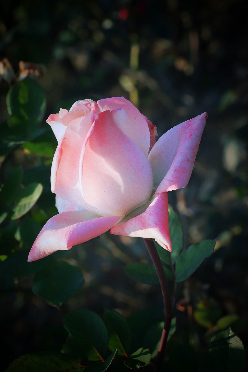 花静怡微微开赏一枝独秀香水月季