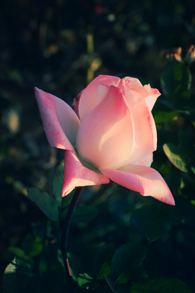 花静怡微微开赏一枝独秀香水月季