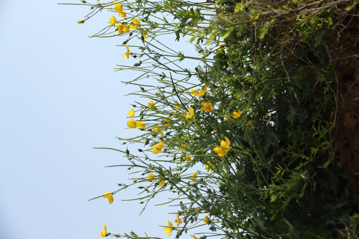狂风后山间小黄花