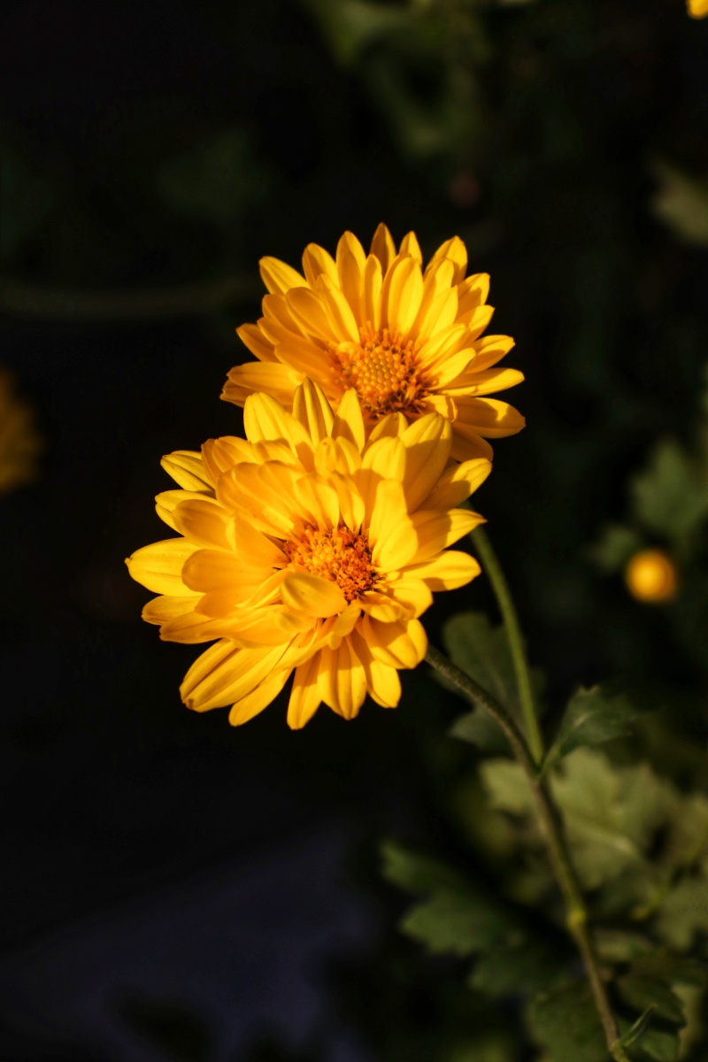 花～两朵美小黄花!