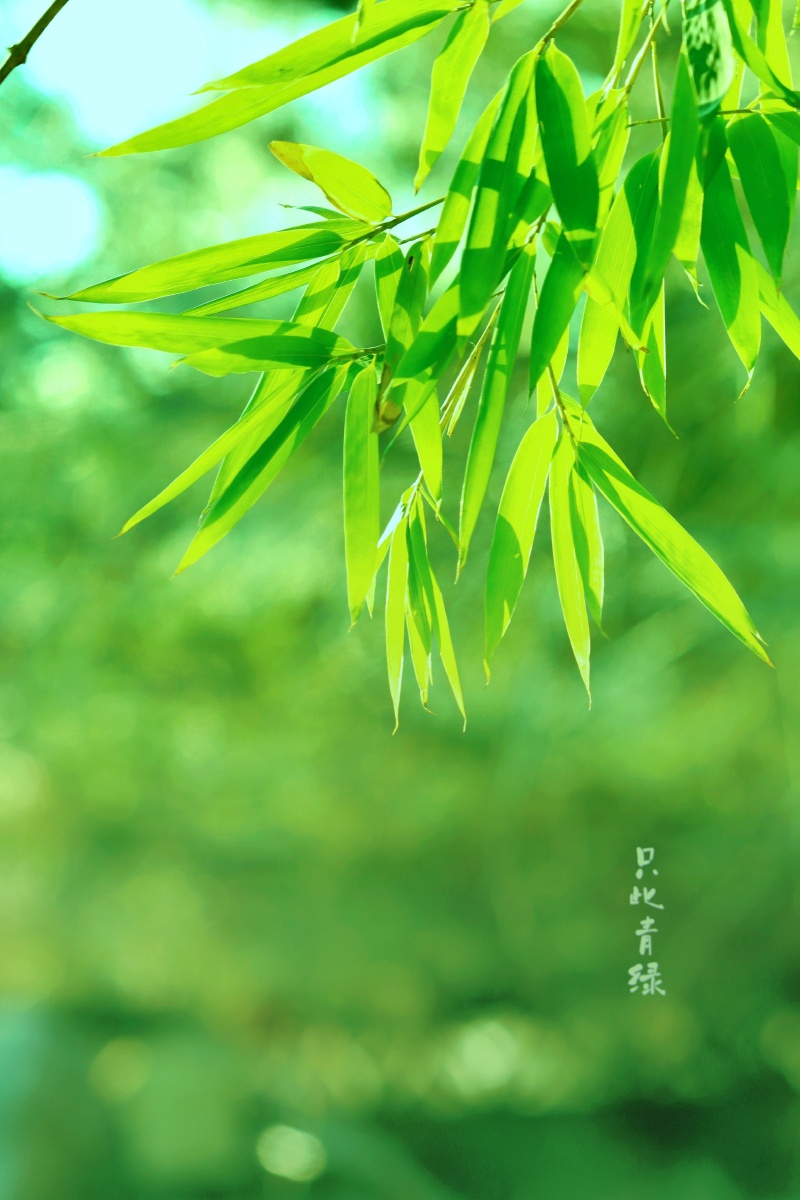 只此青绿竹