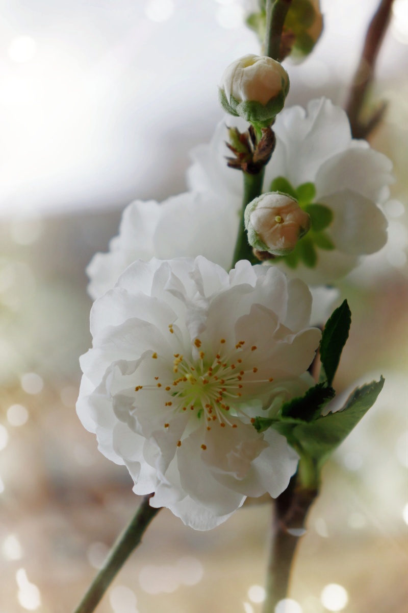 白碧桃花四月花似锦白色花开