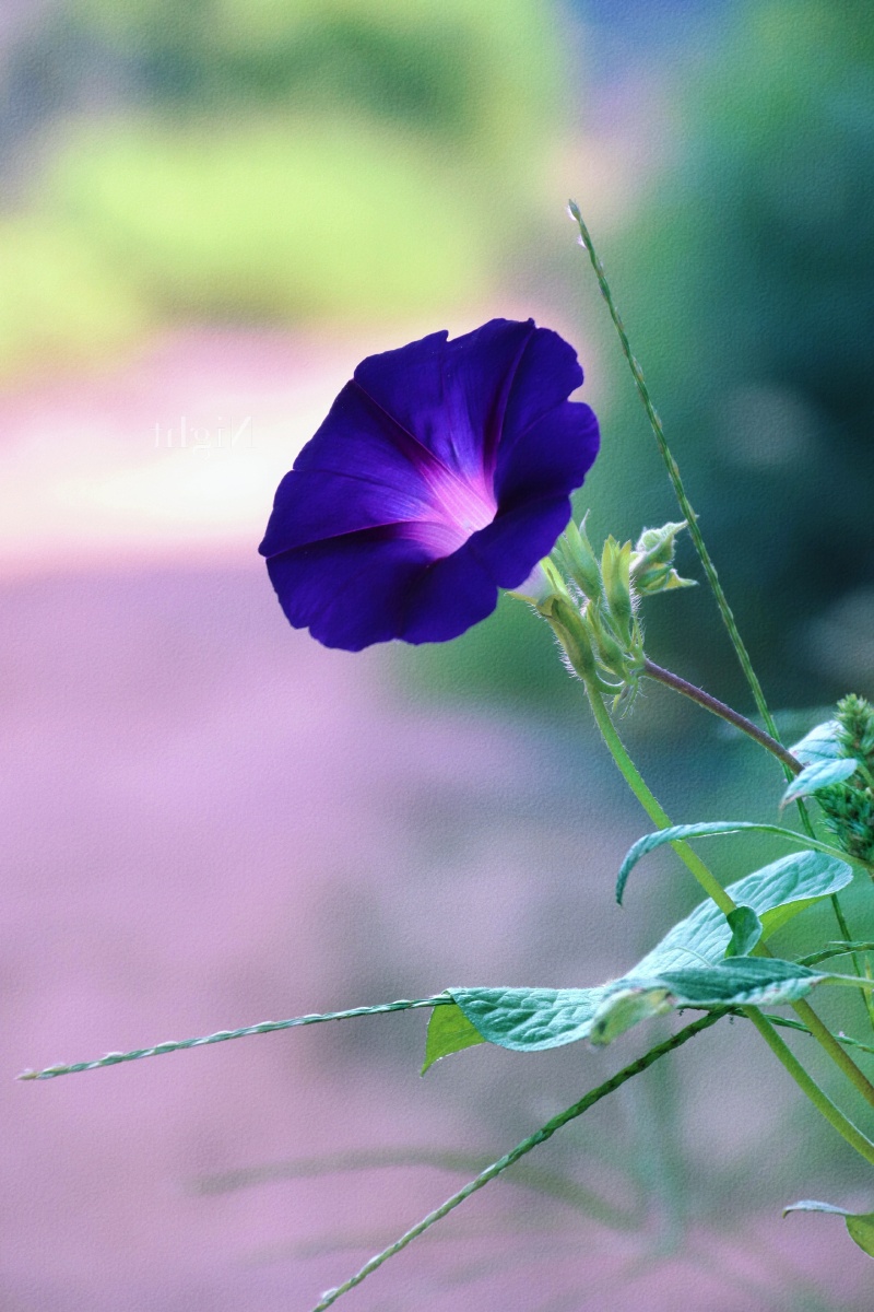 一朵紫色喇叭花