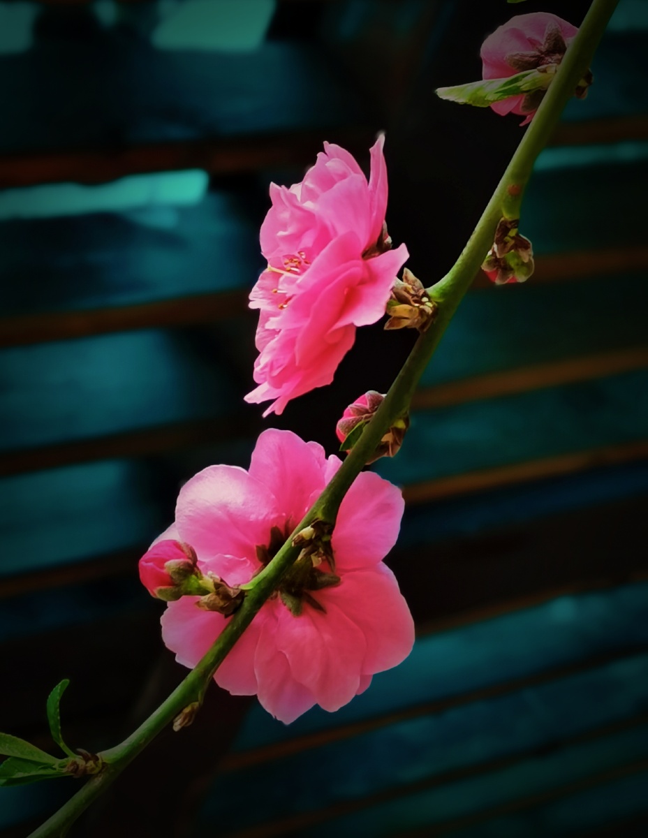 花架下的粉色重瓣碧桃花颜色真的是多