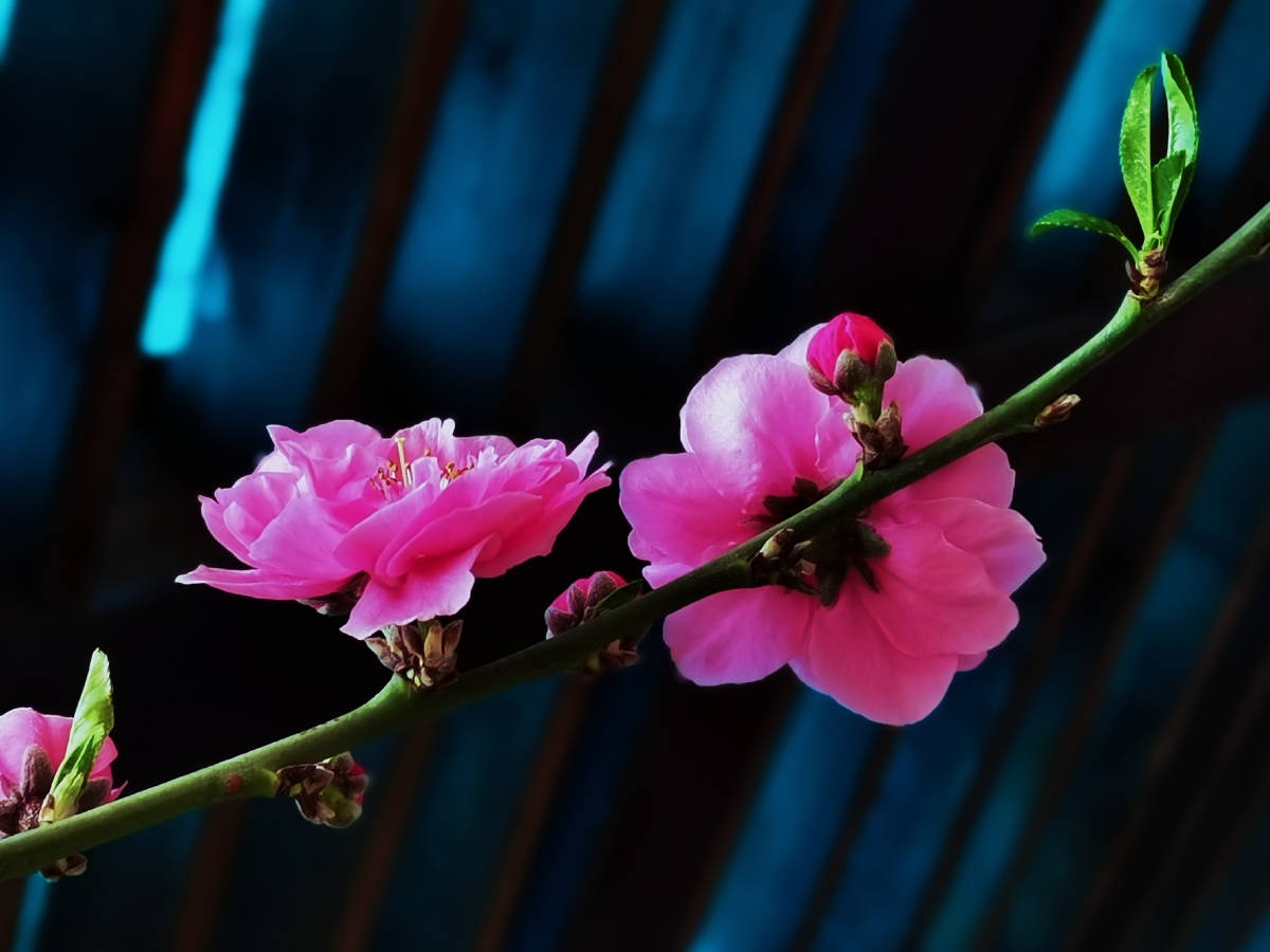 花架下的粉色重瓣碧桃花颜色真的是多