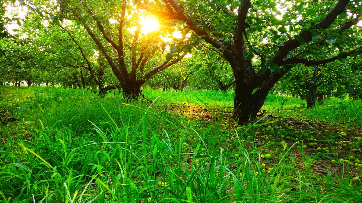 果园风光 - 清风客402 - 图虫网 - 优质摄影师交流社区