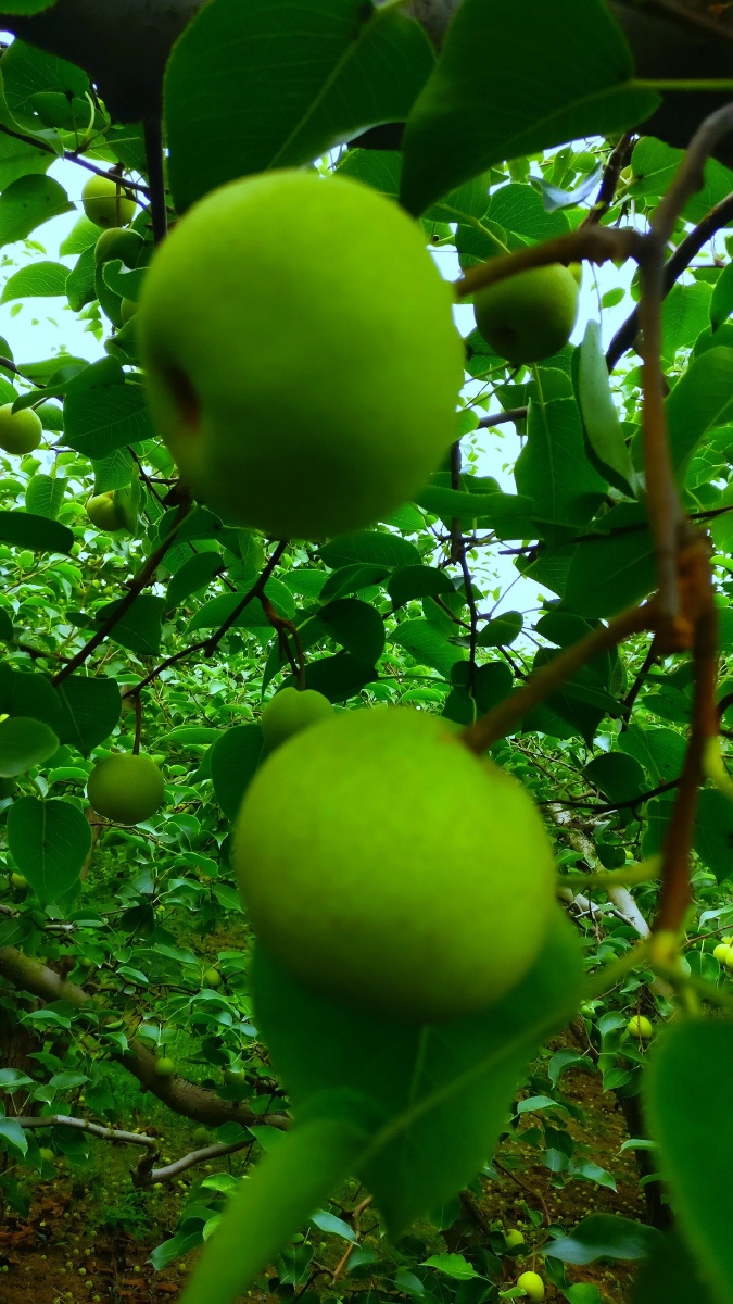 果园风光 - 清风客402 - 图虫网 - 优质摄影师交流社区