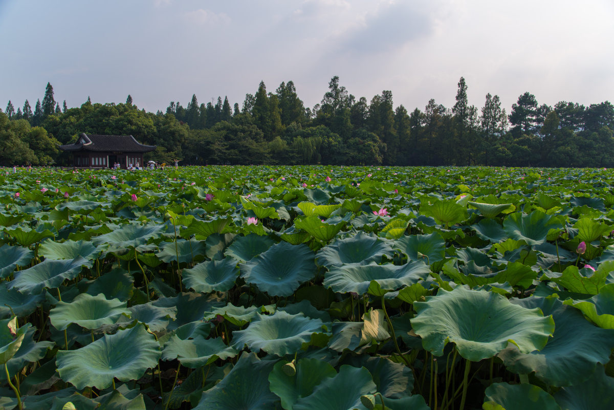 西湖·曲院风荷